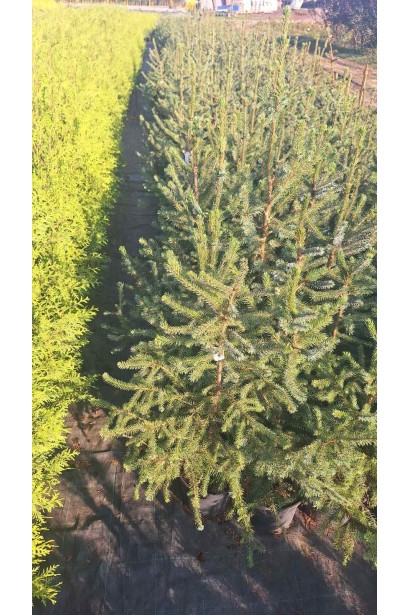 Ялина сербська Колоновидна - 5л/вис.70-90см/Ø20-40см